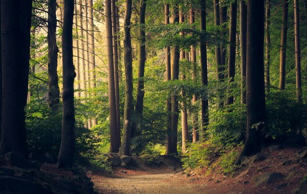 Forest landscape — environmental and resource economics